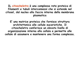 Il citoscheletro è coinvolto in: organizzazione spaziale del citoplasma