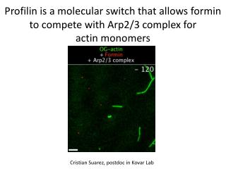 Profilin is a molecular switch that allows formin to compete with Arp2/3 complex for