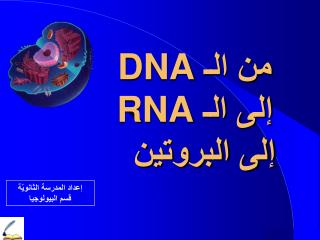 من الـ DNA إلى الـ RNA إلى البروتين