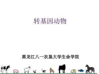 转基因动物