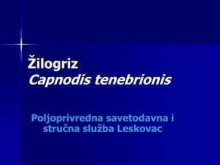 Žilogriz Capnodis tenebrionis