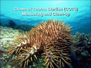 Crown of Thorns Starfish (COTS) Monitoring and Clean-up