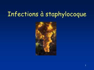 Infections à staphylocoque