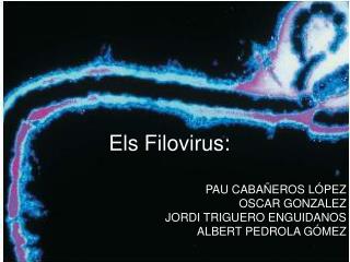 Els Filovirus: