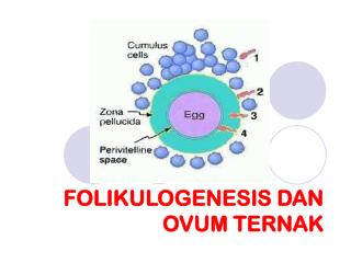 FOLIKULOGENESIS DAN OVUM TERNAK