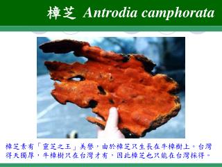 樟芝 Antrodia camphorata