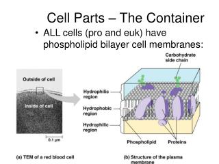 Cell Parts – The Container