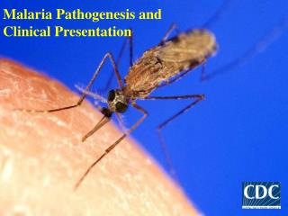 Malaria Pathogenesis and Clinical Presentation