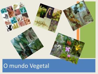 O mundo Vegetal