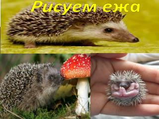 Рисуем ежа