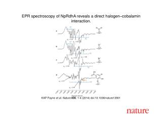 KAP Payne et al. Nature 000 , 1-4 (2014) doi:10.1038/nature13901