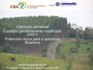 Liberação comercial Eucalipto geneticamente modificado (H421)