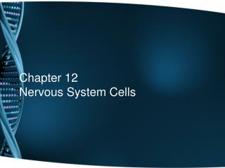 Chapter 12 Nervous System Cells