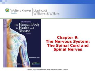 Chapter 9: The Nervous System: The Spinal Cord and Spinal Nerves