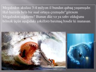 The-Megalodon