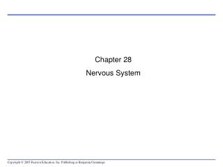 Chapter 28 Nervous System
