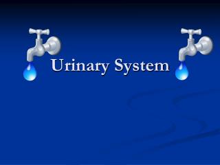 Urinary System