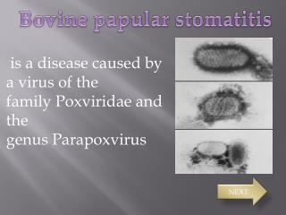  is a disease caused by a virus of the family Poxviridae and the genus Parapoxvirus