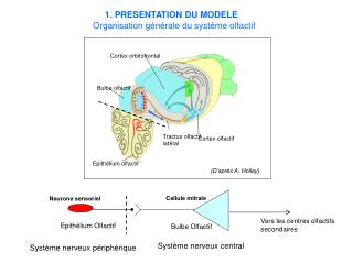 Epithélium olfactif