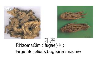RhizomaCimicifugae( 拉 ); largetrifoliolious bugbane rhizome