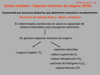 Estrés oxidativo / Especies reactivas de oxígeno (ROS)