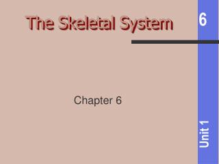 The Skeletal System