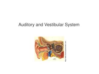 Auditory and Vestibular System