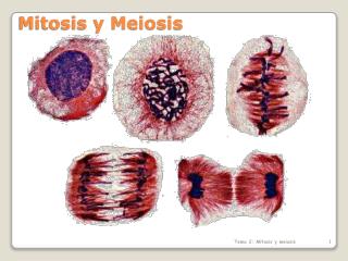 Mitosis y Meiosis