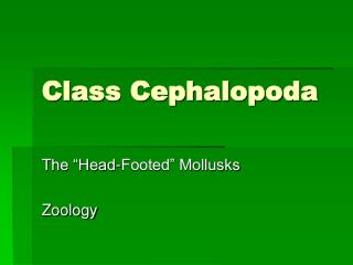 Class Cephalopoda