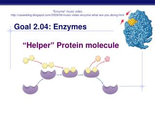 Goal 2.04: Enzymes “Helper” Protein molecules