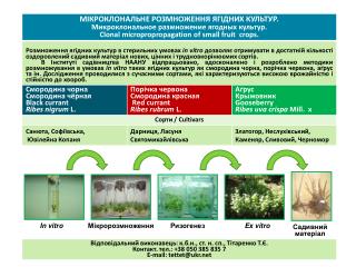 In vitro