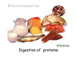 Digestion of proteins .