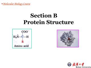 Section B 	 Protein Structure