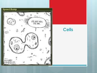 Cells