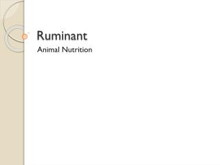 Ruminant