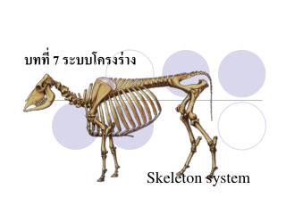 บทที่ 7 ระบบโครงร่าง