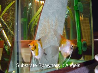 Substrate Spawners I: Angels