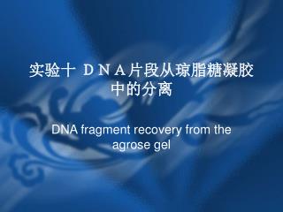 实验十 ＤＮＡ片段从琼脂糖凝胶中的分离