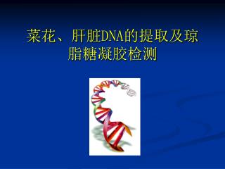 菜花、肝脏 DNA 的提取及琼脂糖凝胶检测