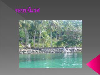 ระบบนิเวศ