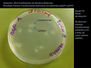 Semestre I 2013 Fundamentos de Genética Molecular