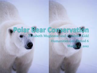 Polar Bear Conservation