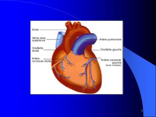 ELECTROPHYSIOLOGIE CARDIAQUE