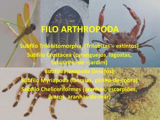 FILO ARTHROPODA