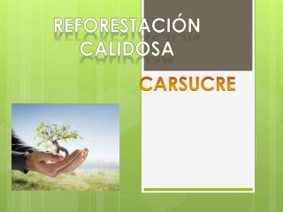 REFORESTACIÓN CALIDOSA