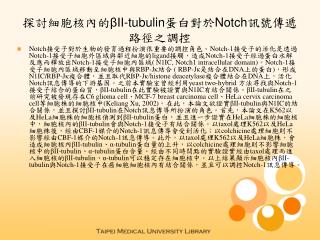 探討細胞核內的 βII-tubulin 蛋白對於 Notch 訊號傳遞路徑之調控