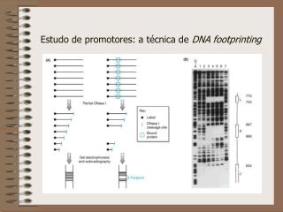 Estudo de promotores: a técnica de DNA footprinting