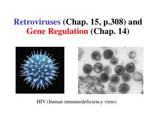 Retroviruses (Chap. 15, p.308) and Gene Regulation (Chap. 14)