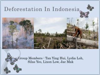 Deforestation In Indonesia