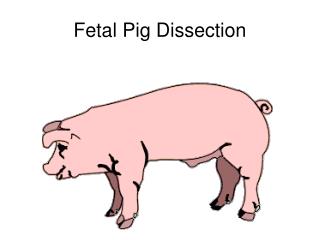 Fetal Pig Dissection